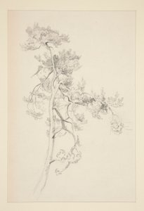 木と葉 作： John Singer Sargent