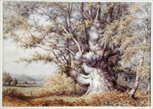 樫の木の中のリス 作： John Skinner Clifton