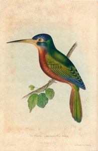 「ガルブラ・シアニコリス。 カシン、1850年代 作： John T. Bowen