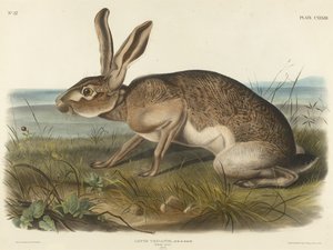 テキシアンヘア、1848年（織り紙に手描きのリトグラフ）