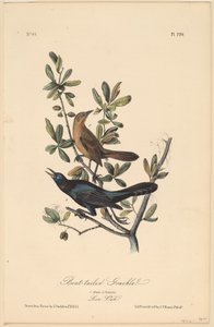 ボートテイルグラス 作： John T. Bowen, after John James Audubon