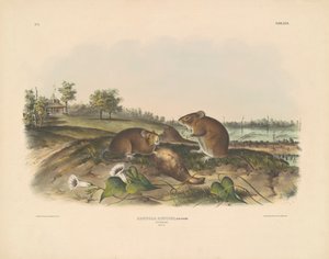 コットンラット 作： John T. Bowen, after John James Audubon
