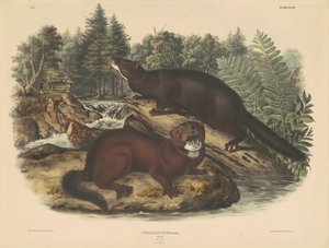ミンク 作： John T. Bowen, after John James Audubon