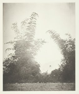 Formosa, Baksaの竹（1868年頃）。 作： John Thomson