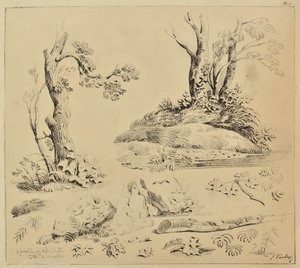 木の幹と葉の研究シート 作： John Varley