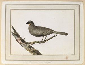1777年2月12日から25日にかけて、キャプテン・クックの第3回航海でニュージーランドを訪れた際に描かれたワトル鳥の絵。 作： John Webber