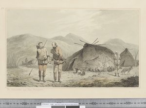 F.31 「ツクツクボウシとその居住地」 1773-84年頃 （水彩画 作： John Webber
