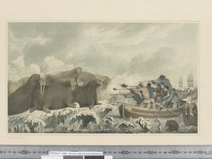 F.32 《海の馬》 1773-84年頃 （水彩画 作： John Webber