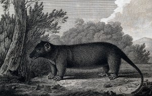 Opossum, kaiverrus John Webberin (1750-1793) piirustuksen jälkeen tehty James Cookin kolmannen matkan aikana 作： John Webber