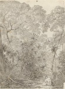 A palma do leque de Krakatoa 作： John Webber