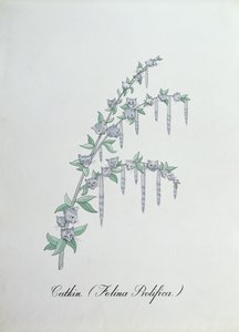 Catkin (Felina Prolifica.)、John Weir 作「The Bogus Book of Botany」の挿絵 作： John Weir