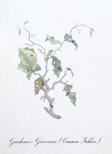 庭師の不満 (Common Fahlia)、John Weir 作「The Bogus Book of Botany」の挿絵 作： John Weir