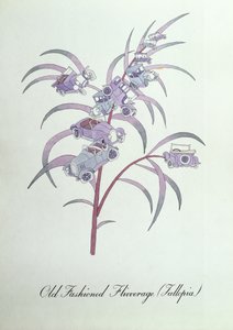 昔ながらの Flivverage (Fallopia.)、John Weir 作の「The Bogus Book of Botany」の挿絵 作： John Weir