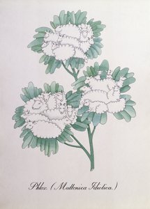 フロックス。 (Muttonica Idiotica)、John Weir 作「The Bogus Book of Botany」の挿絵 作： John Weir