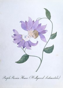 紫色のパッション フラワー (Hollywood Sentimentalis)、John Weir 作「The Bogus Book of Botany」の挿絵 作： John Weir