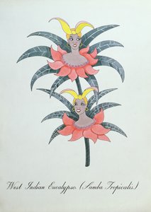 西インド ユーカリ (Samba Tropicalis.)、John Weir 作「The Bogus Book of Botany」の挿絵 作： John Weir