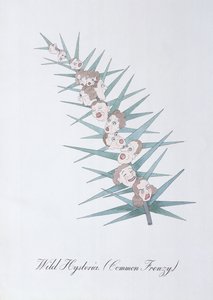 野生のヒステリー (Common Frenzy.)、John Weir 作「The Bogus Book of Botany」の挿絵 作： John Weir