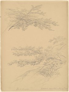 白樺の枝、キャッツキル山脈 作： John William Casilear