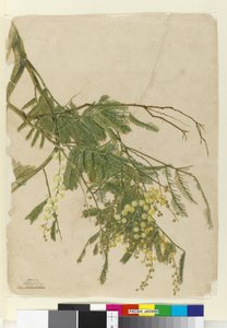 アカシア、1805年（WC、ペン、インク、鉛筆） 作： John William Lewin
