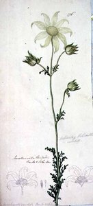 フランネルフラワー（actinotus helianthe labill 作： John William Lewin
