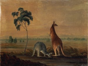 1819年頃の風景の中のカンガルー 作： John William Lewin