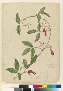 Kennedia rubicunda、1803年6月6日（WC、ペン、インク、鉛筆） 作： John William Lewin