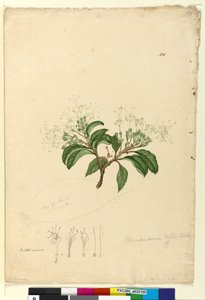 100ページ。Clerodendrum tomentosum、c.1803-06（トイレ、ペン、インク、鉛筆） 作： John William Lewin