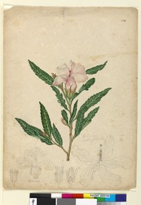 104ページ。Hibiscusheterophyllus、c.1803-06（WC、ペン、インク、鉛筆） 作： John William Lewin