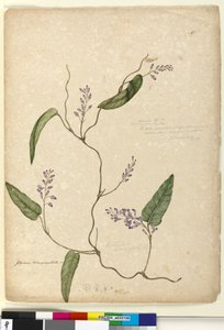 ページ107. Glycine bimaculataGlycine tabacina？、c.1803-06（wc、ペン、インク、鉛筆） 作： John William Lewin