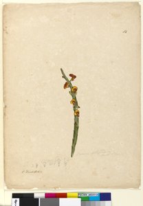 114ページBossiaea scolopendria、c.1803-06（WC、ペン、インク、鉛筆） 作： John William Lewin