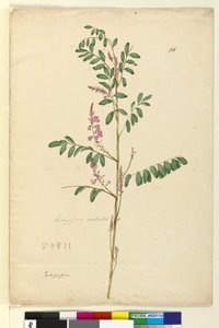 ページ116. Indigofera australis、c.1803-06（WC、ペン、インク、鉛筆） 作： John William Lewin