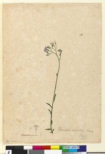 118ページ。Vernoniacinerea、c.1803-06（WC、ペン、インク、鉛筆） 作： John William Lewin