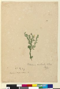 122ページ。Vittadiniaaustralis、c.1803-06（wc、ペン、インク、鉛筆） 作： John William Lewin