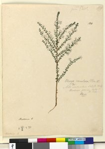 124ページ。オレアリア・ラムロサ、1803年6月6日（トイレ、ペン、インク、鉛筆）