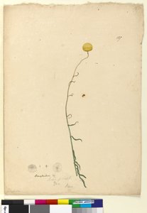 ページ127. Craspedia、c.1803-06（トイレ、ペン、インク、鉛筆）