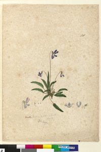 128ページ。Violabetonicifolia、c.1803-06（wc、ペン、インク、鉛筆） 作： John William Lewin