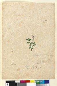 131. Lobelia purpurascens、c.1803-06（トイレ、ペン、インク、鉛筆） 作： John William Lewin