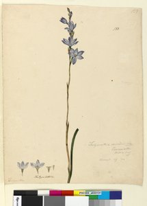 ページ133. Thelymitra ixioides、c.1803-06（WC、ペン、インク、鉛筆） 作： John William Lewin