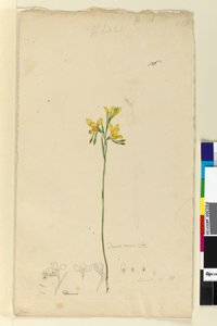 ページ136. Diuris aurea、c.1803-06（wc、ペン、インク、鉛筆） 作： John William Lewin