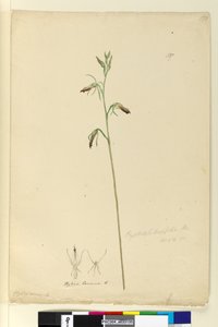 137ページ。Cryptostylislongifolia、c.1803-06（WC、ペン、インク、鉛筆）