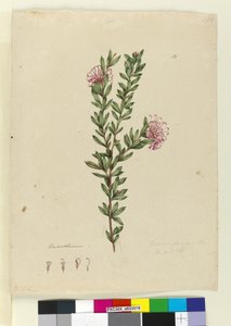 Page 13. Grevillea punicea、c.1803-06（WC、ペン、インク、鉛筆） 作： John William Lewin