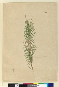 141ページ。CasuarinastrictaAllocasuarina verticillata、c.1803-06（wc、ペン、インク、鉛筆） 作： John William Lewin