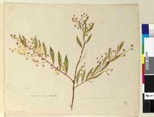 Page 147. Acacia myrtifolia、c.1803-06（トイレ、ペン、インク、鉛筆） 作： John William Lewin
