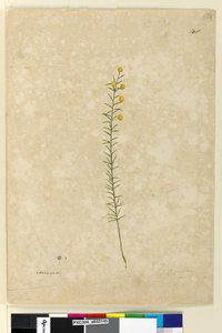 148ページAcacia aciculares, c.1803-06 （水彩、ペン、インク、鉛筆 作： John William Lewin