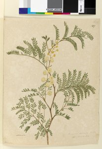 149ページ。AcaciadiscolorAcacia terminalis、c.1803-06（wc、ペン、インク、鉛筆） 作： John William Lewin