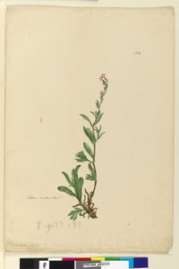 154ページ。帰化したサイレン、1803年6月頃（トイレ、ペン、インク、鉛筆） 作： John William Lewin