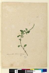 ページ156. Amaranthus Blitum、c.1803-06（トイレ、ペン、インク、鉛筆） 作： John William Lewin