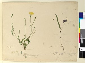 157ページ。HardenbergiamonophyllaHardenbergia violacea; 158. Hypochaeris、c.1803-06（トイレ、ペン、インク、鉛筆） 作： John William Lewin