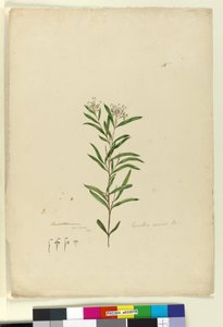 ページ15.グレビレアセリセア、1803年6月6日（WC、ペン、インク、鉛筆） 作： John William Lewin