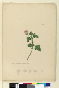 161ページ。マルバカペンシス、1803年6月6日（WC、ペン、インク、鉛筆） 作： John William Lewin